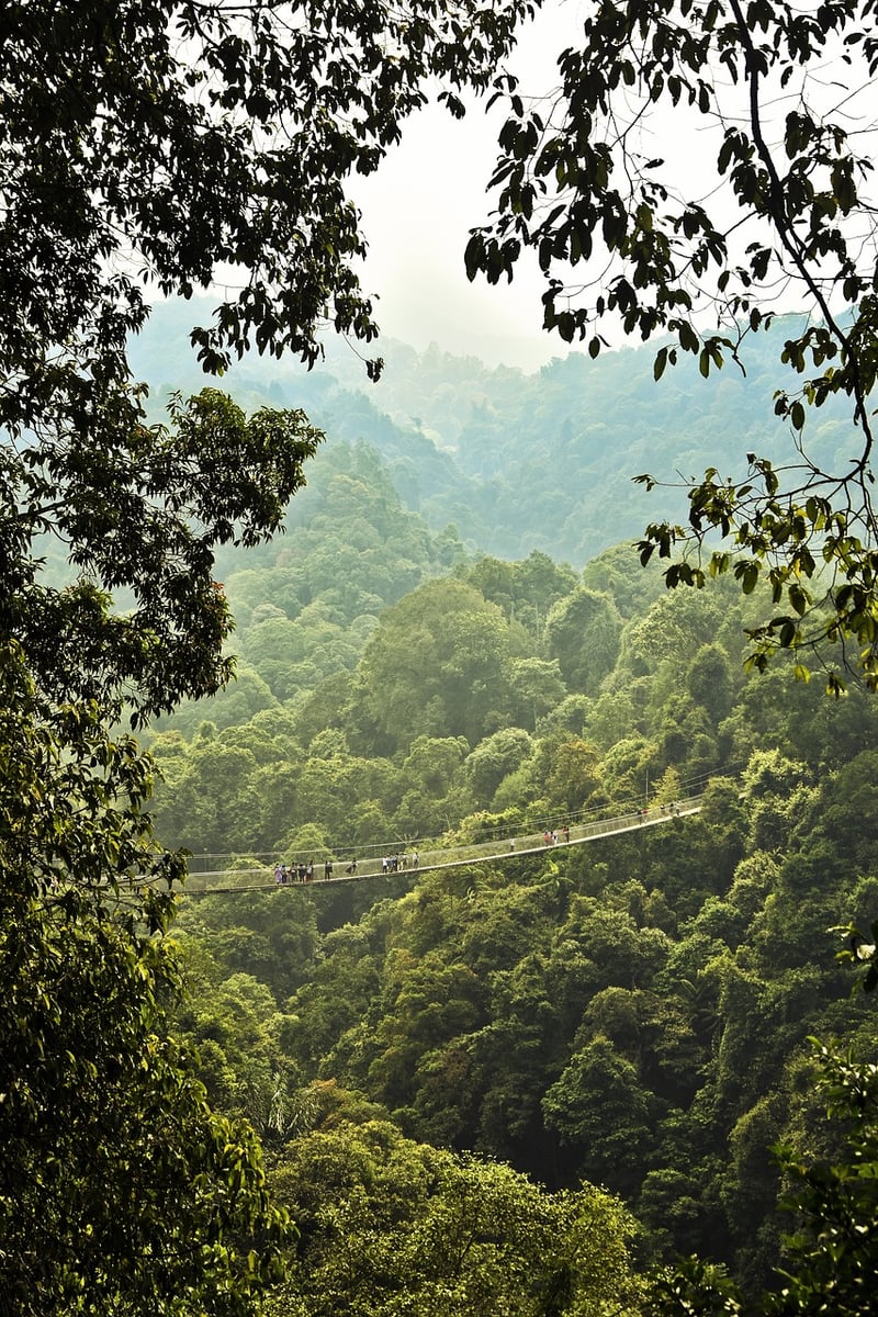 Jungle Adventures