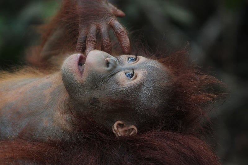 Borneo Jungle