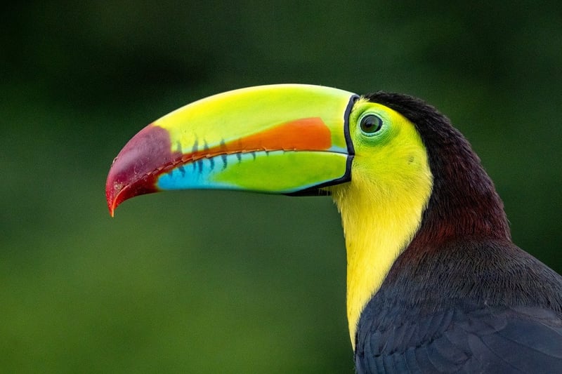 Costa Rica Jungle