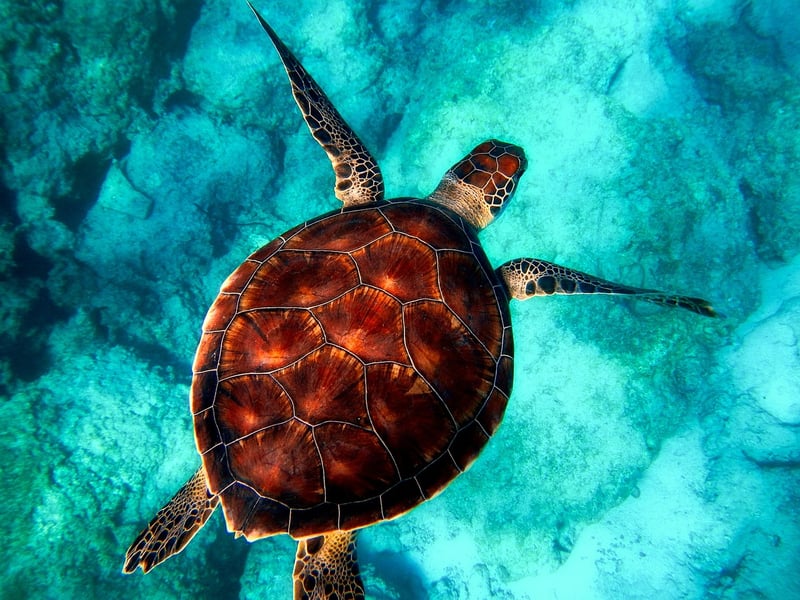 Scuba Diving