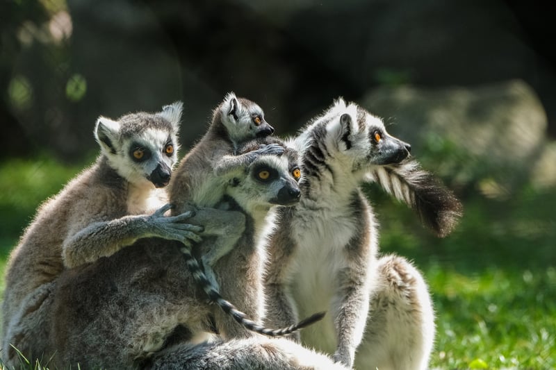 Madagascar Wildlife